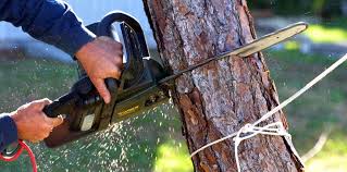 Best Root Management and Removal  in Blue Ridge, VA