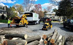 Professional Tree Services in Blue Ridge, VA
