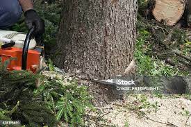 Leaf Removal in Blue Ridge, VA