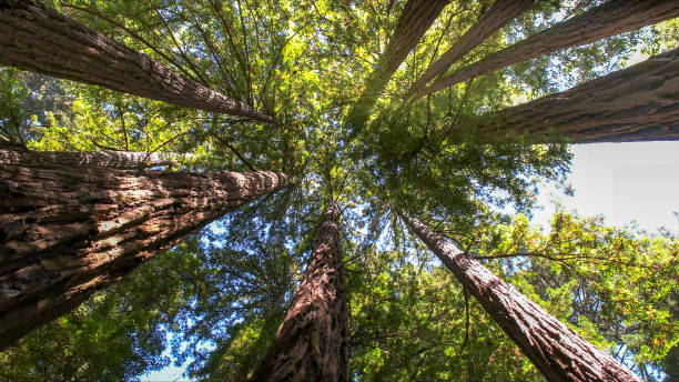 Best Arborist Consultation Services  in Blue Ridge, VA