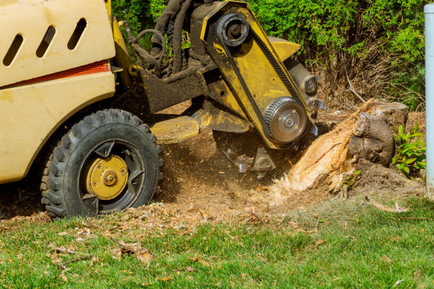 Best Tree Removal  in Blue Ridge, VA