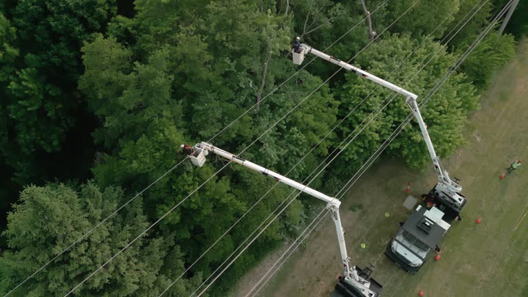 Best Fruit Tree Pruning  in Blue Ridge, VA