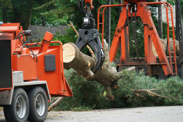 Best Hazardous Tree Removal  in Blue Ridge, VA