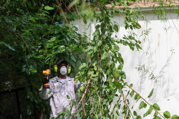 Best Tree Health Inspection  in Blue Ridge, VA